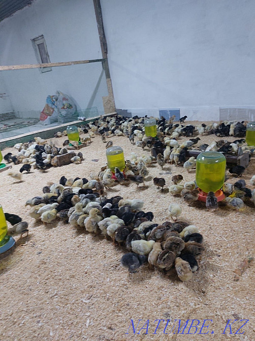 We sell wholesale and retail chickens Astana - photo 3