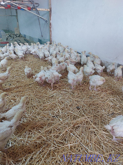 We sell wholesale and retail chickens Astana - photo 2