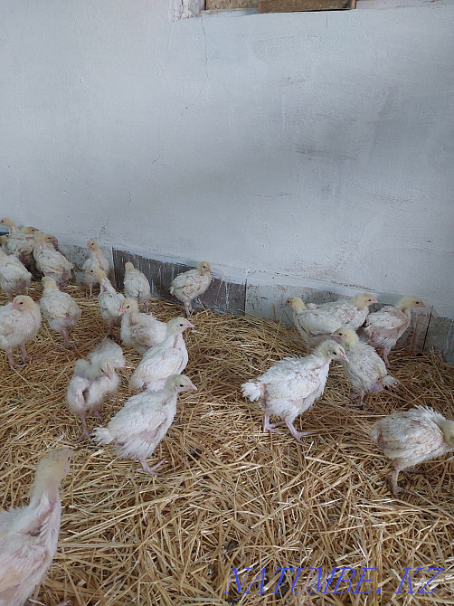 We sell wholesale and retail chickens Astana - photo 1