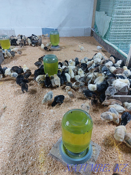 We sell wholesale and retail chickens Astana - photo 4