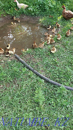 Ducklings domestic Ducklings Акжар - photo 4