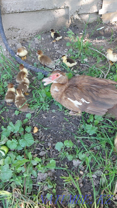 Индаутята домашние Утята Акжар - изображение 3