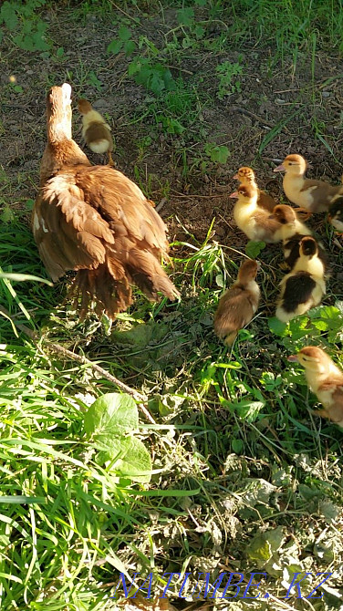 Индаутята домашние Утята Акжар - изображение 2