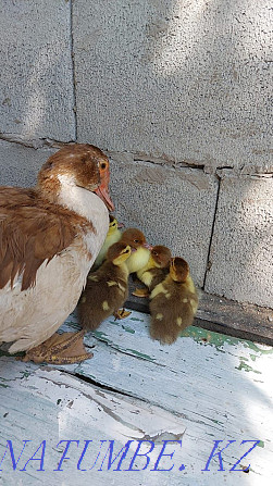 Muscovy ducklings domestic Almaty - photo 1