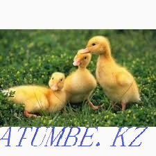 Beijing ducks. Balqash - photo 1