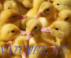 Beijing ducks. Balqash - photo 2