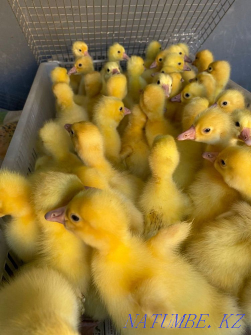 Принимаем заявки на гусей,на утят,курей Астана - изображение 2