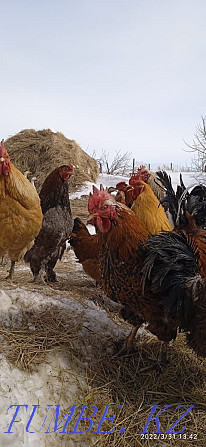 Hatching eggs of hens and guinea fowls. duck eggs Astana - photo 3