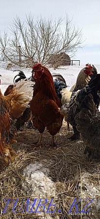 Hatching eggs of hens and guinea fowls. duck eggs Astana - photo 4