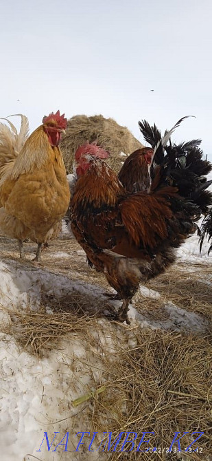 Hatching eggs of hens and guinea fowls. duck eggs Astana - photo 2