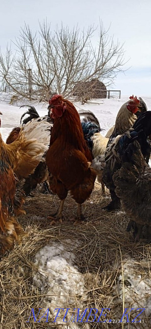 Hatching eggs of hens and guinea fowls. duck eggs Astana - photo 4
