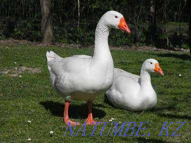 Geese, goslings to order! Almaty - photo 3