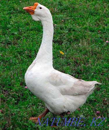 Geese, goslings to order! Almaty - photo 1