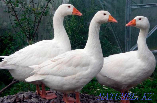Geese, goslings to order! Almaty - photo 2