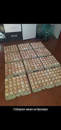 Продажа яиц для инкубирования Мичуринское