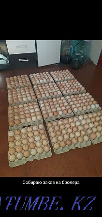 Sale of eggs for incubation Мичуринское - photo 1