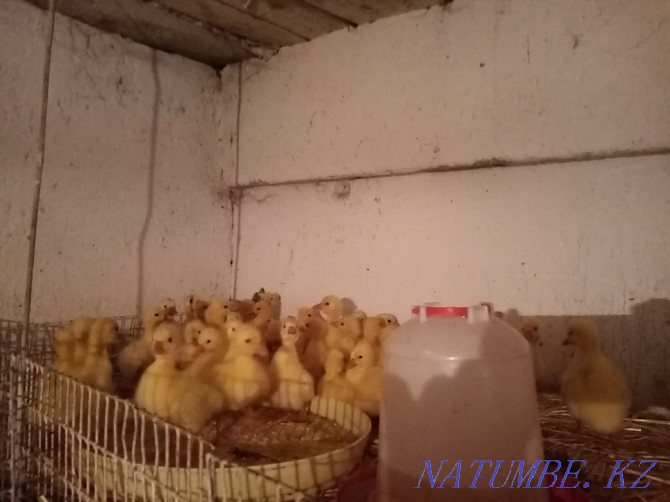 Domestic chickens, broiler, ducklings and goslings Urochishche Talgarbaytuma - photo 3