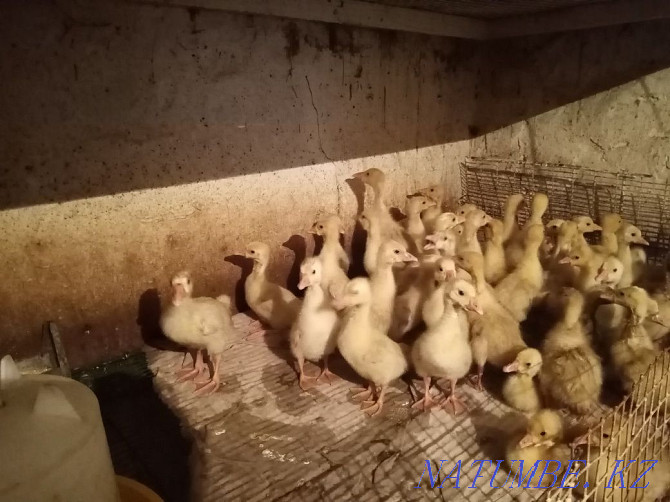 Domestic chickens, broiler, ducklings and goslings Urochishche Talgarbaytuma - photo 2