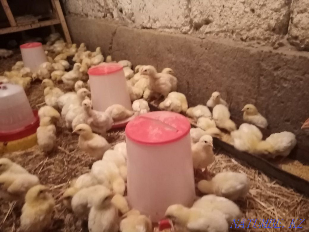 Домашние цыплята, бройлер, утята и гусята Талгар - изображение 4