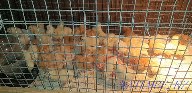 Broiler chickens, white ducklings grown  - photo 2