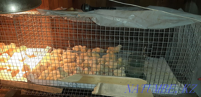 Broiler chickens, white ducklings grown  - photo 3