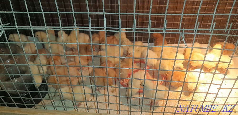 Цыплята бройлеры ,утята белые подрощенные  - изображение 2