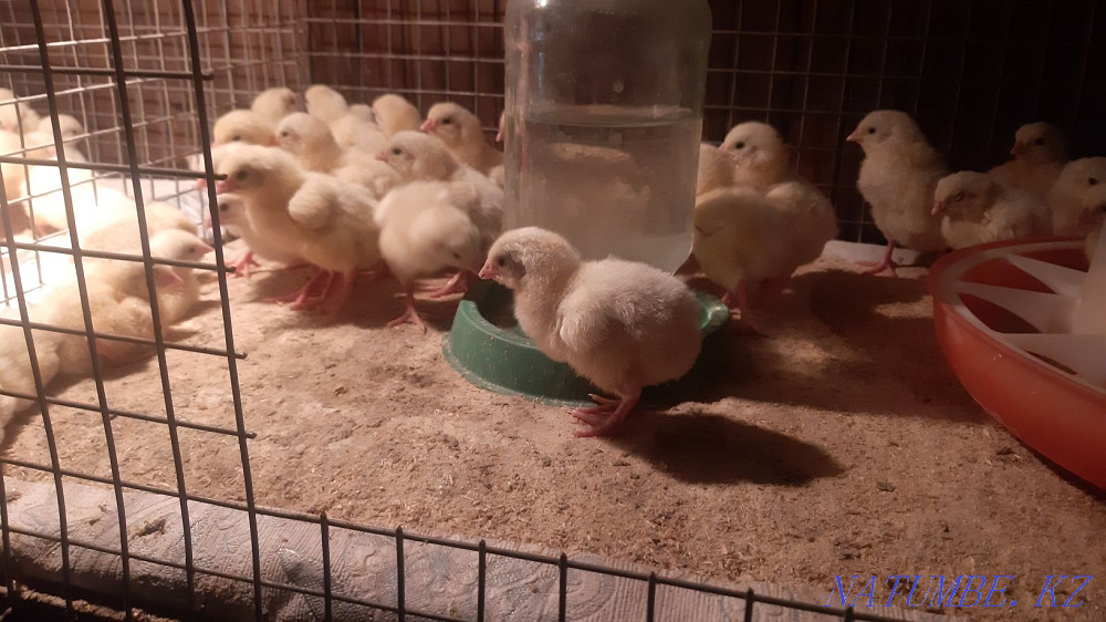 Цыплята бройлеры ,утята белые подрощенные  - изображение 1