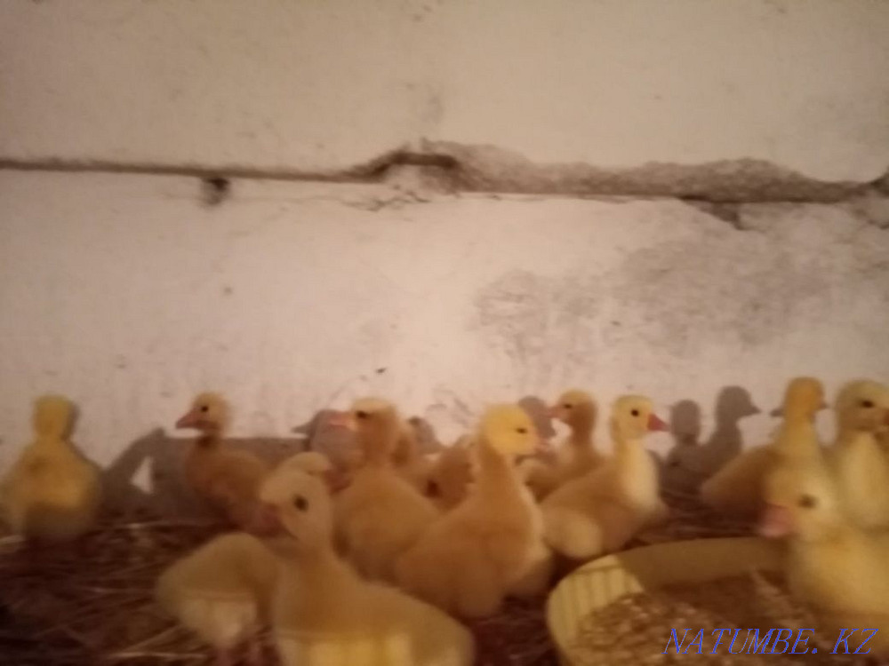 Domestic chickens, broiler, ducklings and goslings Urochishche Talgarbaytuma - photo 3