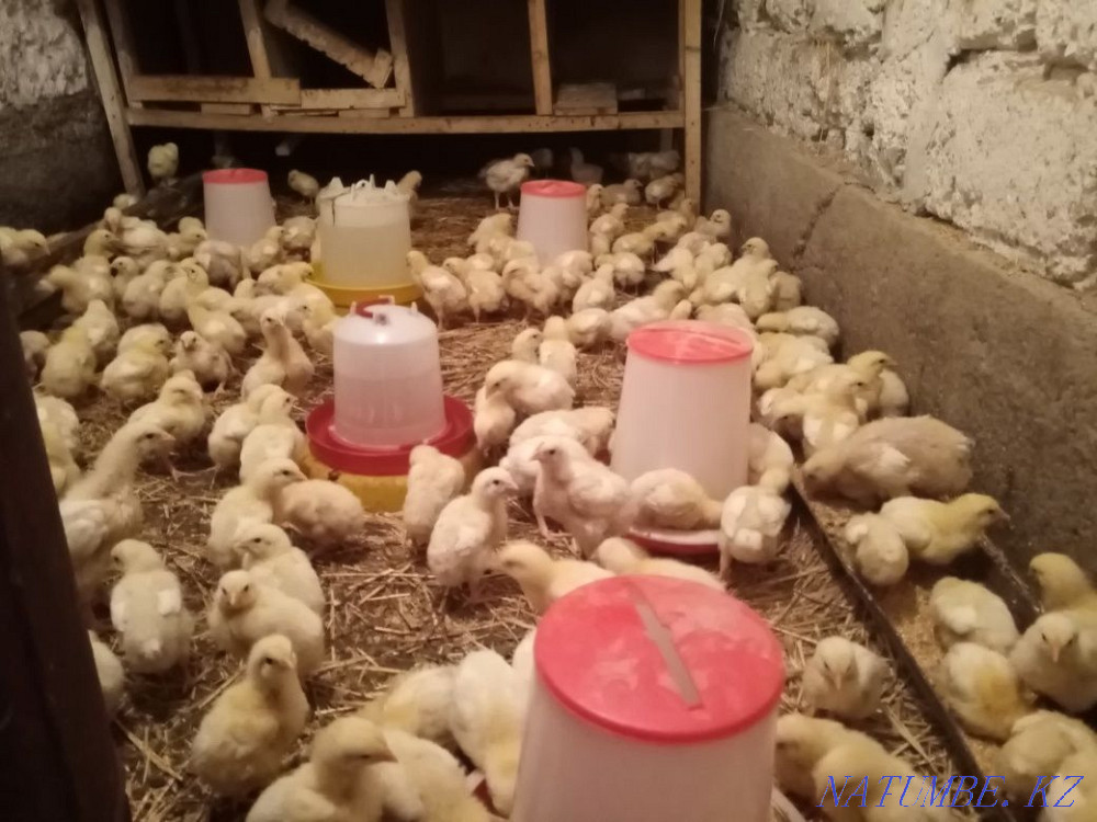 Domestic chickens, broiler, ducklings and goslings Urochishche Talgarbaytuma - photo 4