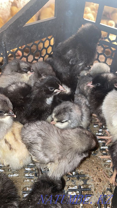 Birds (chickens, ducklings, goslings) Astana - photo 3