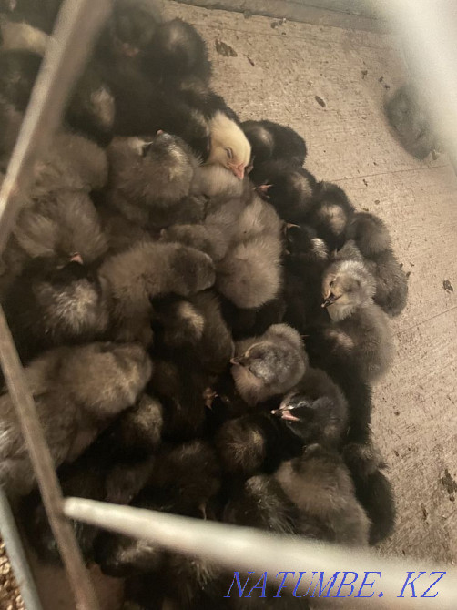 Birds (chickens, ducklings, goslings) Astana - photo 1
