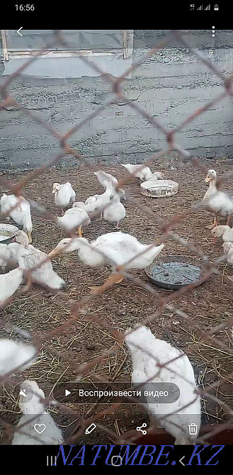 Indo-chicks of the French line Satpaev - photo 3