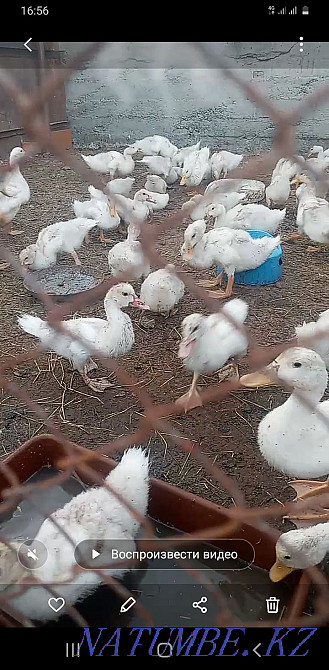 Indo-chicks of the French line Satpaev - photo 4