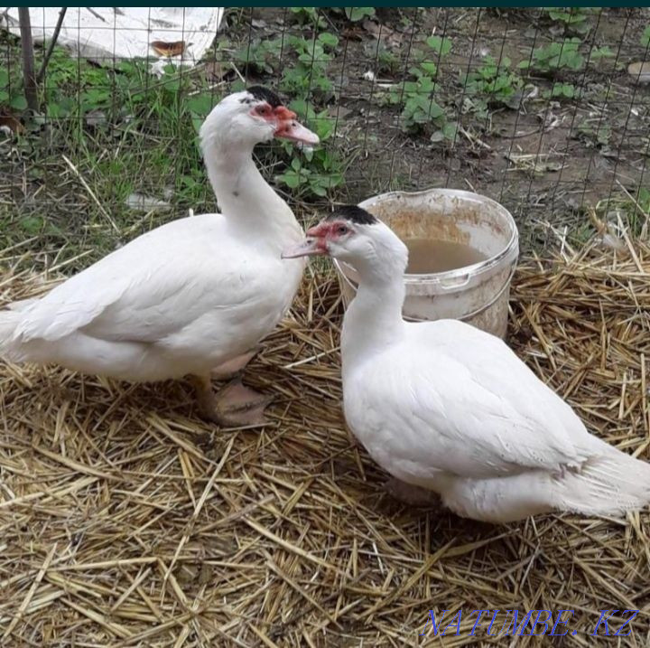 Indo-chicks of the French line Satpaev - photo 2