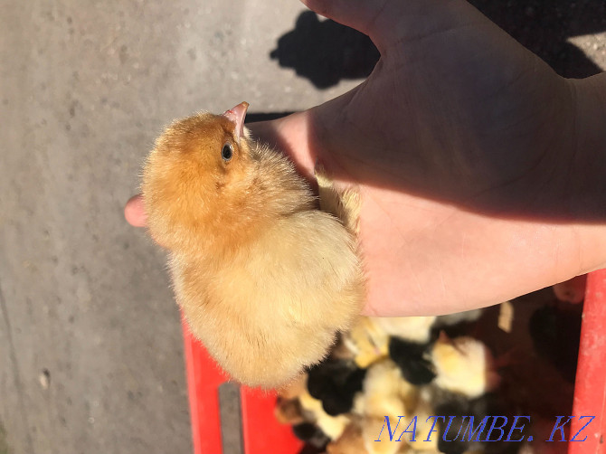 Chickens wholesale brahma wholesale bird wholesale Astana - photo 3