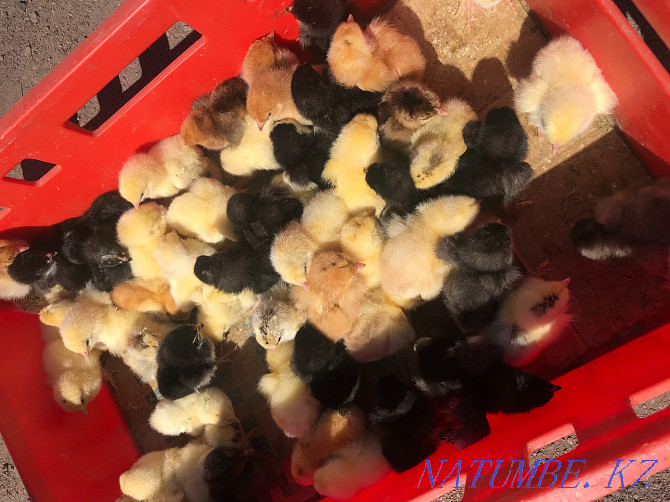Chickens wholesale brahma wholesale bird wholesale Astana - photo 1