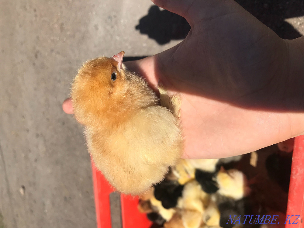 Цыплята Оптом брама опт птица оптом Астана - изображение 3