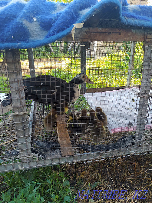 Продам индоутку с утятами Каскелен - изображение 2