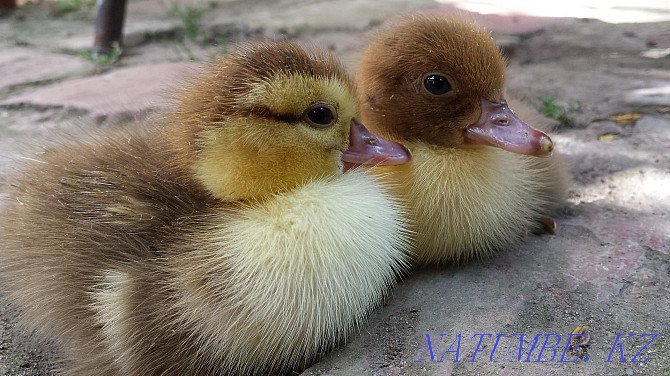 I will sell ducklings of Bashkirs  - photo 1