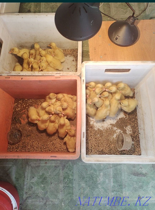 Срочно продам утят Семей - изображение 1