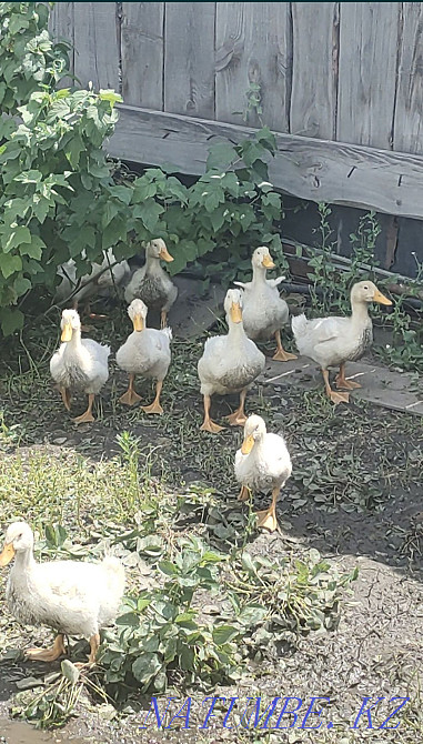 Срочно продам утят Семей - изображение 2