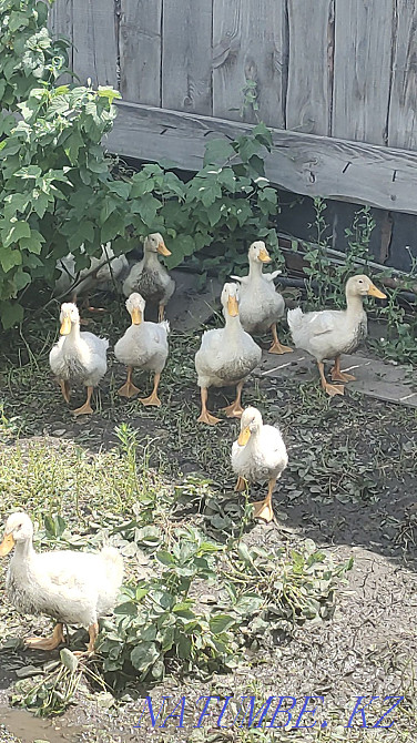 Срочно продам пекинские утят Семей - изображение 2