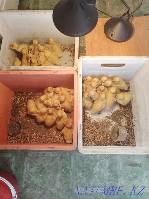 Срочно продам пекинские утят Семей - изображение 1