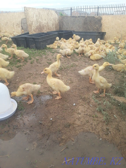 Утята пекинка броллерная Караганда - изображение 1