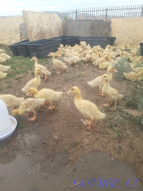Утята пекинка броллерная Караганда - изображение 2