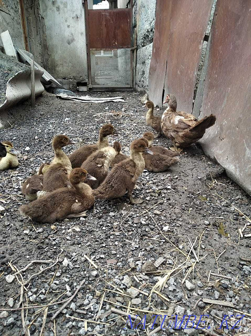 Үнді үйректі үйрекпен сатыңыз Байсерке - изображение 2