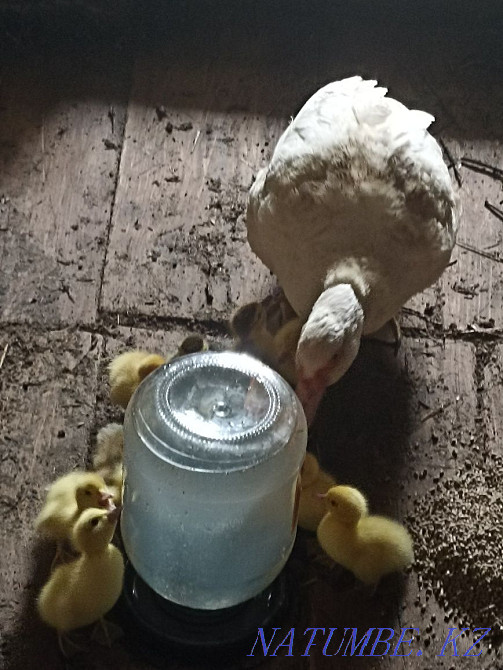 I will sell indoutka with indoutyats Большой чаган - photo 3