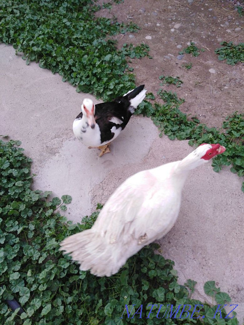 Selling indoutok. Узынагаш - photo 2