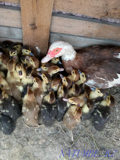 Продам индоутя недельные Алматы - изображение 3