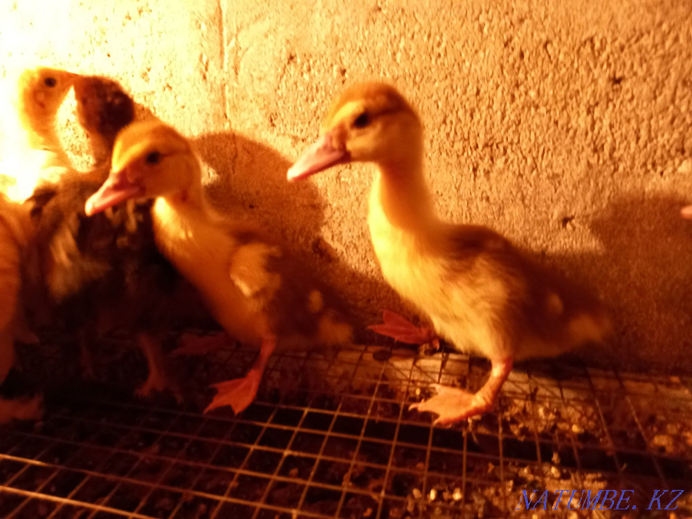 Sell bred indo-chicks Байсерке - photo 1